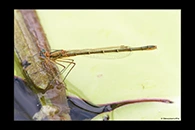 PhotoID: AusDa340. Splendid Longlegs (Austrocnemis splendida) - female