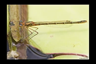PhotoID: AusDa341. Splendid Longlegs (Austrocnemis splendida) - female