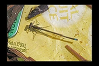 PhotoID: AusDa385. Splendid Longlegs (Austrocnemis splendida) - male