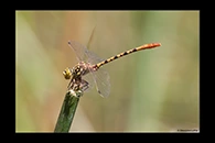 PhotoID: AusDr444. Western Red Hunter (Austroepigomphus gordoni) - male