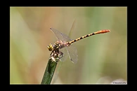 PhotoID: AusDr445. Western Red Hunter (Austroepigomphus gordoni) - male