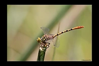 PhotoID: AusDr446. Western Red Hunter (Austroepigomphus gordoni) - male