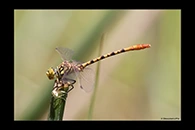 PhotoID: AusDr447. Western Red Hunter (Austroepigomphus gordoni) - male