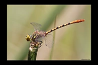 PhotoID: AusDr448. Western Red Hunter (Austroepigomphus gordoni) - male