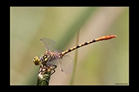 PhotoID: AusDr449. Western Red Hunter (Austroepigomphus gordoni) - male