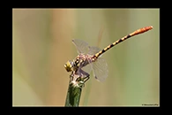 PhotoID: AusDr450. Western Red Hunter (Austroepigomphus gordoni) - male
