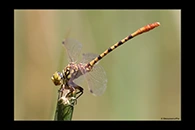 PhotoID: AusDr451. Western Red Hunter (Austroepigomphus gordoni) - male