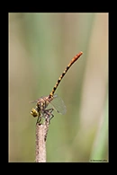 PhotoID: AusDr452. Western Red Hunter (Austroepigomphus gordoni) - male