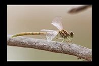 PhotoID: AusDr468. Western Red Hunter (Austroepigomphus gordoni) - female
