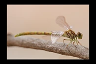 PhotoID: AusDr469. Western Red Hunter (Austroepigomphus gordoni) - female