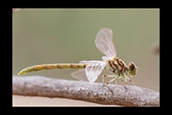 PhotoID: AusDr470. Western Red Hunter (Austroepigomphus gordoni) - female