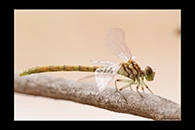 PhotoID: AusDr471. Western Red Hunter (Austroepigomphus gordoni) - female
