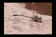 PhotoID: AusDr071. Unicorn Hunter (Austrogomphus cornutus) - male