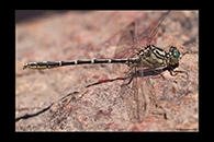 PhotoID: AusDr089. Yellow-Striped Hunter (Austrogomphus guerini) - male