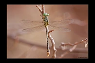 PhotoID: AusDr439. Pimple-Headed Hunter (Austrogomphus mjobergi) - male