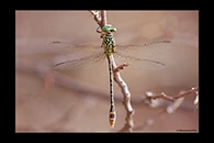 PhotoID: AusDr440. Pimple-Headed Hunter (Austrogomphus mjobergi) - male