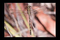 PhotoID: AusDr061. Jade Hunter (Austrogomphus ochraceus) - male