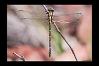 PhotoID: AusDr062. Jade Hunter (Austrogomphus ochraceus) - male