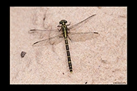 PhotoID: AusDr125. Jade Hunter (Austrogomphus ochraceus) - female