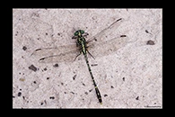 PhotoID: AusDr126. Jade Hunter (Austrogomphus ochraceus) - male