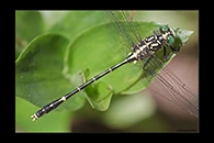 PhotoID: AusDr136. Jade Hunter (Austrogomphus ochraceus) - male