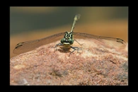 PhotoID: AusDr350. Jade Hunter (Austrogomphus ochraceus) - male