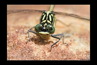 PhotoID: AusDr351. Jade Hunter (Austrogomphus ochraceus) - male