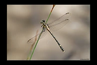 PhotoID: AusDr352. Jade Hunter (Austrogomphus ochraceus) - female