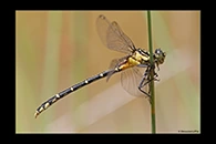 PhotoID: AusDr353. Jade Hunter (Austrogomphus ochraceus) - female