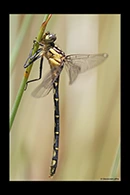 PhotoID: AusDr354. Jade Hunter (Austrogomphus ochraceus) - female