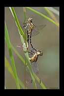 PhotoID: AusDr355. Jade Hunter (Austrogomphus ochraceus) - copula