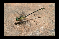 PhotoID: AusDr356. Jade Hunter (Austrogomphus ochraceus) - male
