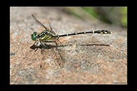 PhotoID: AusDr357. Jade Hunter (Austrogomphus ochraceus) - male