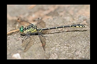 PhotoID: AusDr365. Jade Hunter (Austrogomphus ochraceus) - male