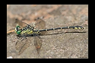 PhotoID: AusDr366. Jade Hunter (Austrogomphus ochraceus) - male