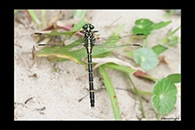PhotoID: AusDr369. Jade Hunter (Austrogomphus ochraceus) - female