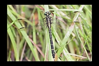 PhotoID: AusDr370. Jade Hunter (Austrogomphus ochraceus) - female