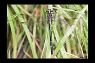 PhotoID: AusDr371. Jade Hunter (Austrogomphus ochraceus) - female