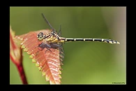 PhotoID: AusDr376. Jade Hunter (Austrogomphus ochraceus) - female