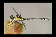 PhotoID: AusDr377. Jade Hunter (Austrogomphus ochraceus) - female