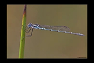 PhotoID: AusDa001. Western Ringtail (Austrolestes aleison) - male