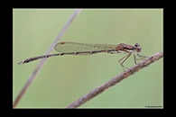 PhotoID: AusDa530. Slender Ringtail (Austrolestes analis) - male