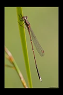 PhotoID: AusDa532. Slender Ringtail (Austrolestes analis) - male