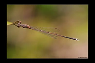 PhotoID: AusDa533. Slender Ringtail (Austrolestes analis) - male
