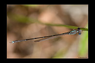 PhotoID: AusDa534. Slender Ringtail (Austrolestes analis) - male