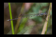 PhotoID: AusDa536. Slender Ringtail (Austrolestes analis) - male