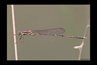 PhotoID: AusDa537. Slender Ringtail (Austrolestes analis) - male