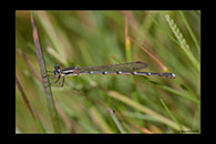 PhotoID: AusDa546. Slender Ringtail (Austrolestes analis) - female