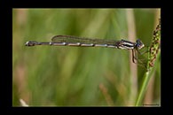 PhotoID: AusDa547. Slender Ringtail (Austrolestes analis) - female