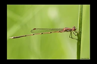 PhotoID: AusDa548. Slender Ringtail (Austrolestes analis) - male